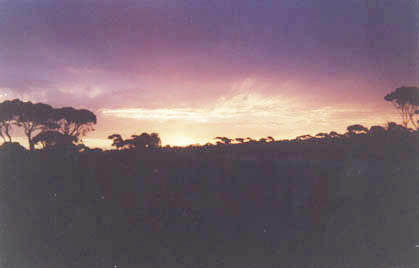 caiguna